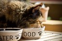 Collecte de nourriture pour chats et chiens