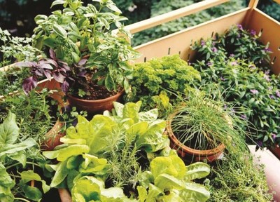 potager de balcon